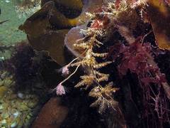 Hydrallmania falcata