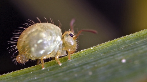 Representative image of Sminthurus viridis