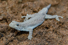 Lygodactylus klugei