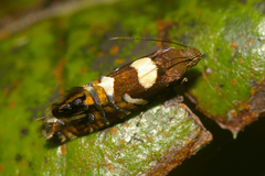 Glyphipterix zelota