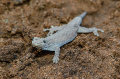Lygodactylus klugei