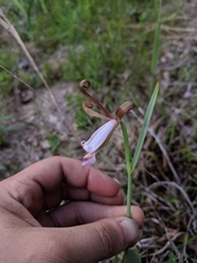 Cleistesiopsis bifaria