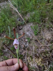 Cleistesiopsis bifaria