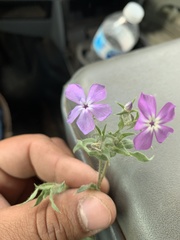 Phlox glabriflora