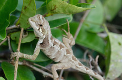 Enyalius catenatus