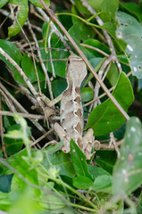 Enyalius catenatus