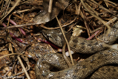 Macroprotodon brevis