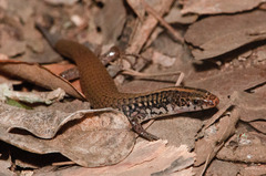 Amaral's Colobosaura photo 5