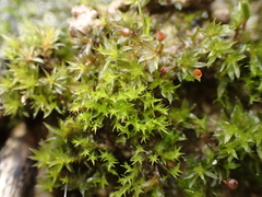Dicranella staphylina