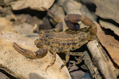 Tityus mattogrossensis