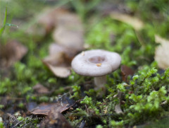 Lactarius trivialis