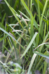 Sparganium erectum