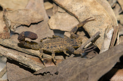 Tityus mattogrossensis