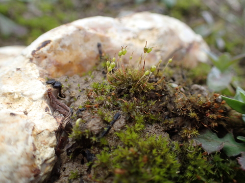 Image of Entosthodon fascicularis by (c) George Greiff, some rights reserved (CC BY)