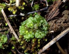 Sphaerocarpos michelii