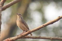 Mirafra affinis