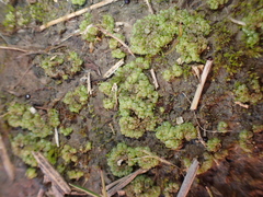 Sphaerocarpos michelii