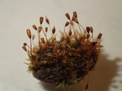 Microbryum davallianum var. davallianum