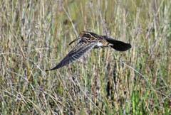 Gallinago nobilis