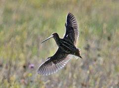 Gallinago nobilis
