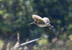 Gallinago nobilis