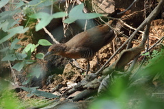 Rallina eurizonoides