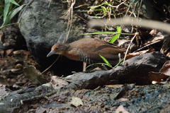 Rallina eurizonoides