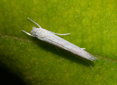 Stegommata sulfuratella