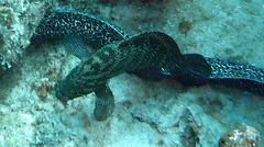 Cephalopholis cruentata
