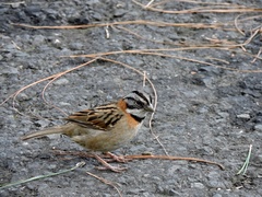 Zonotrichia capensis
