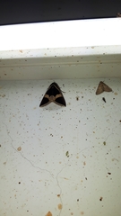 Fodina stola