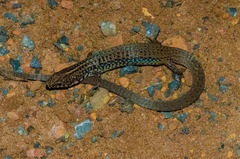 Amaral's Colobosaura photo 2