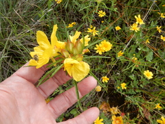 Oenothera berlandieri pinifolia