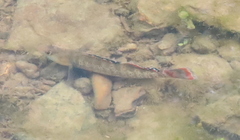Etheostoma whipplei
