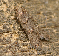 Trachypepla