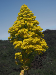 Aeonium undulatum