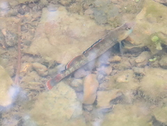 Etheostoma whipplei