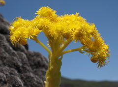 Aeonium aureum