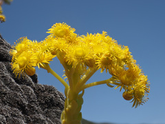 Aeonium aureum