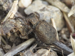 Euophrys