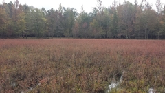 Ludwigia sphaerocarpa