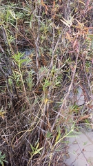 Ludwigia sphaerocarpa