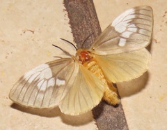 Palasea albimacula