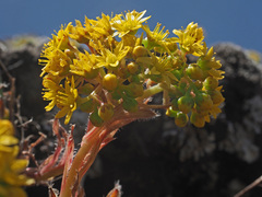 Aeonium simsii image