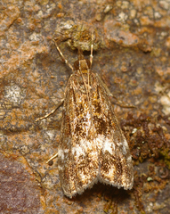 Eudonia dinodes