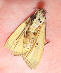 Sommeria culta