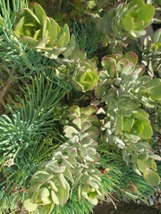 Kleinia amaniensis