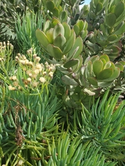 Kleinia amaniensis