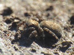 Euophrys