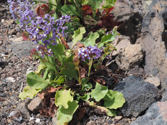 Limonium bourgeaui